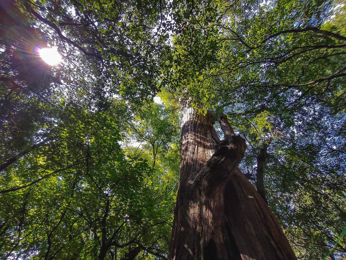 Espacio verdes, necesarios para cambiar la cara a la CDMX