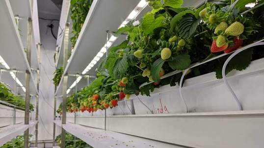 Signify trae a México sistemas de iluminación para potenciar la producción hortícola