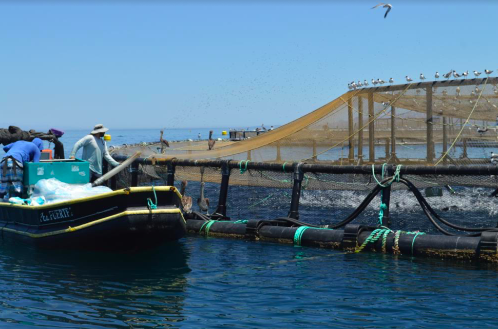 La pesca certificada y sustentable es lo de hoy, kampachi y totoaba, las mejores opciones para consumo saludable