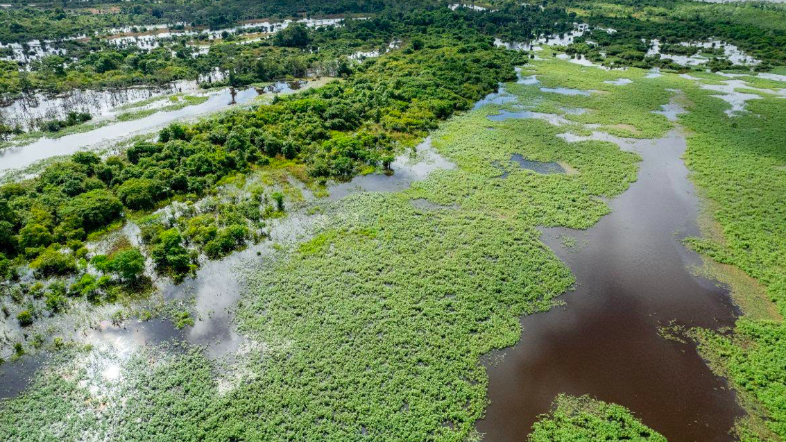 EY lanza el primer hub de naturaleza de Latinoamérica en la COP28