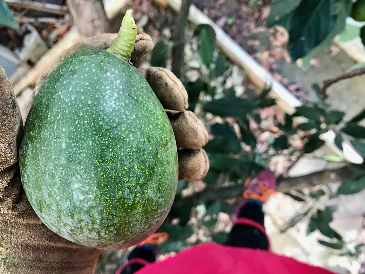 AMLO celebra restauración de exportación de aguacate